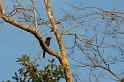 11 Black-fronted nunbird